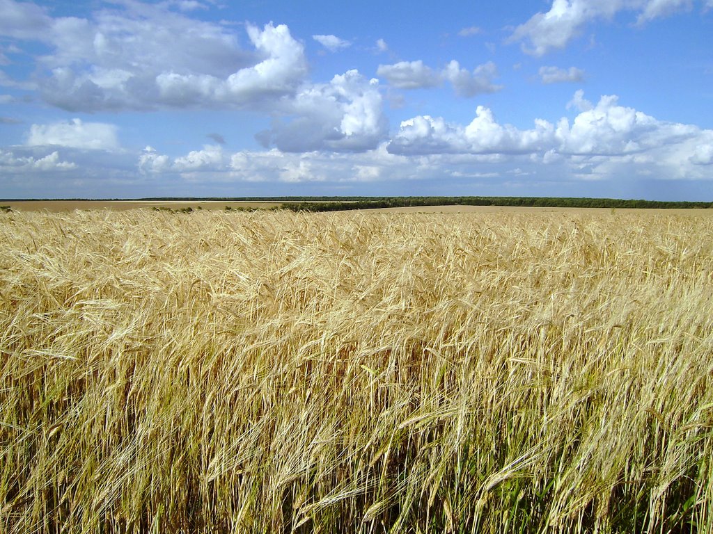 Звенигородські хліби | Wheats fields, Ерки