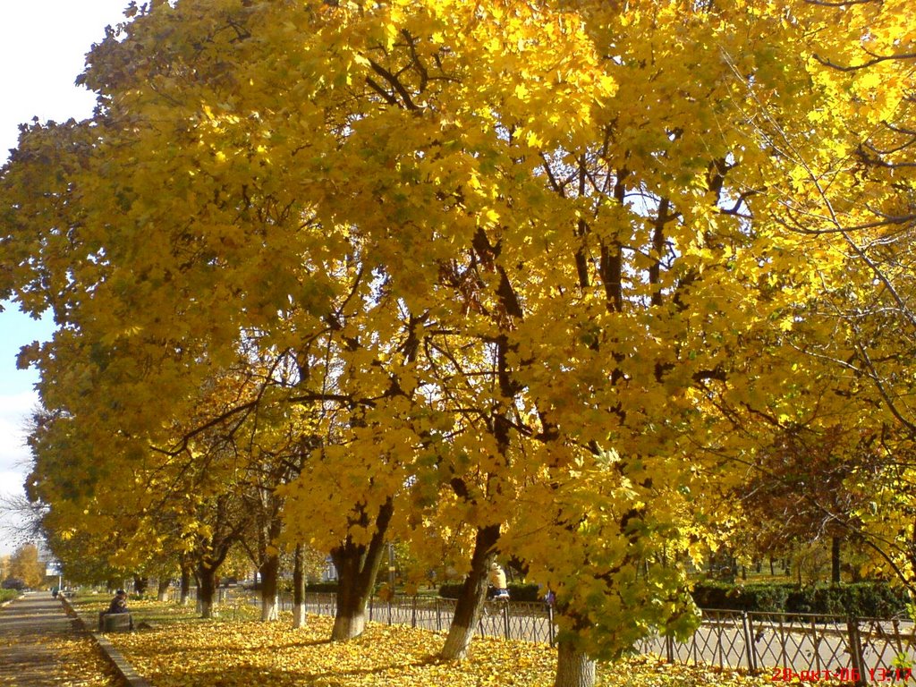 Деревья осенью, Ерки