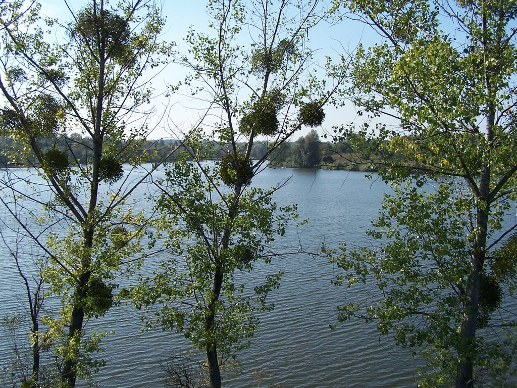 Центральний ставок (Central pond)., Маньковка