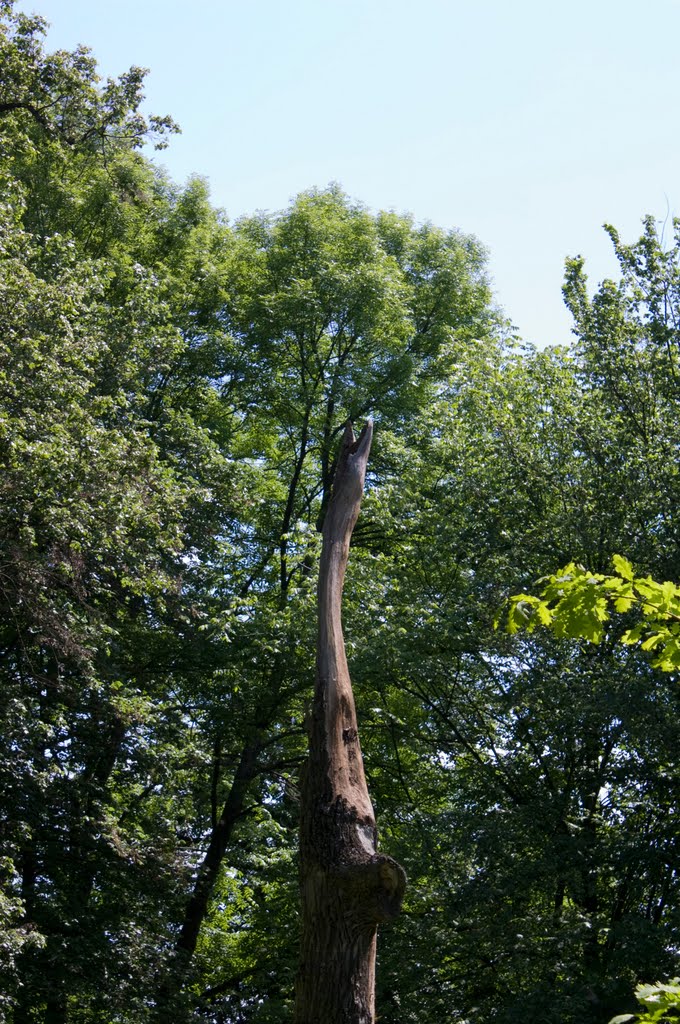Сухой дуб в виде журавля/Dead oak as a crane, Батурин