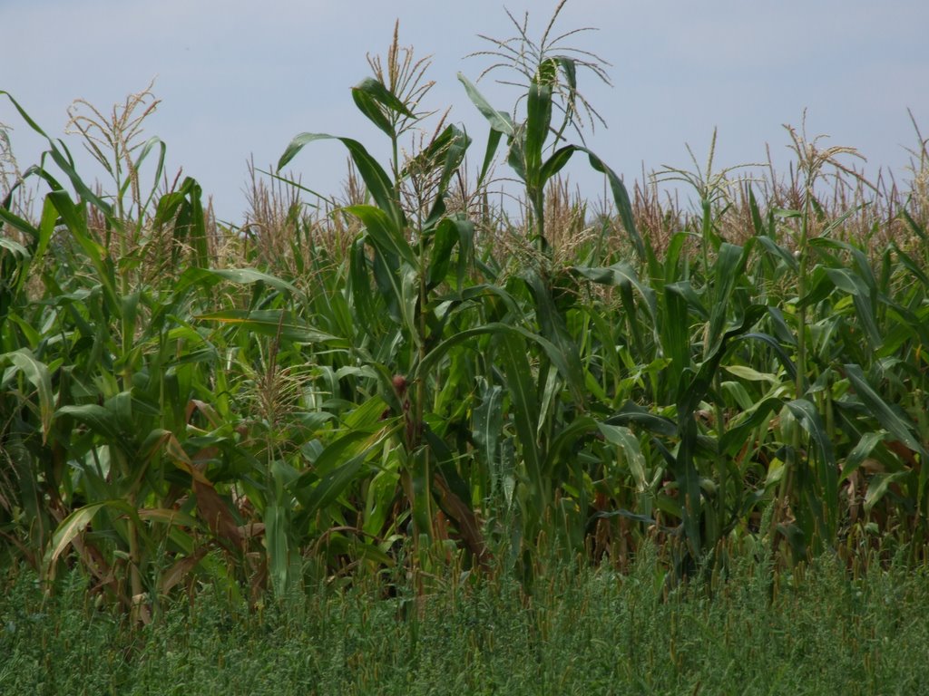 Corn field, Ичня