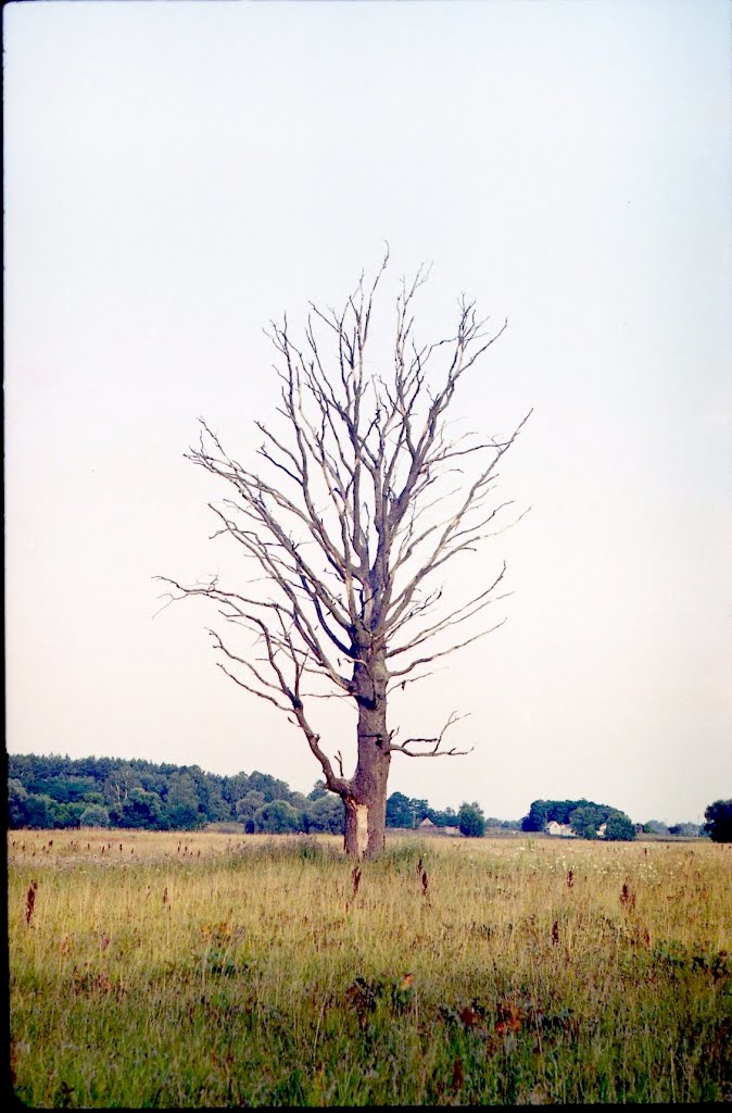 Дерево у полi (Lonely Tree), Короп