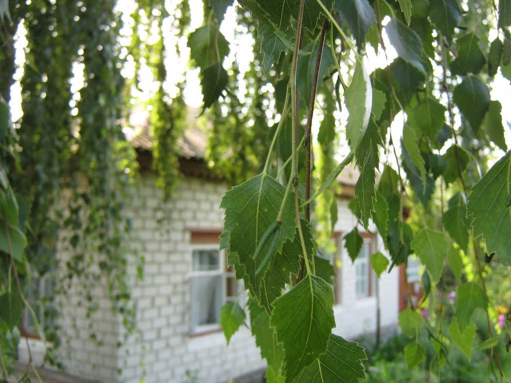 Береза и домик (Beautiful House and Leafes Of Birch), Короп