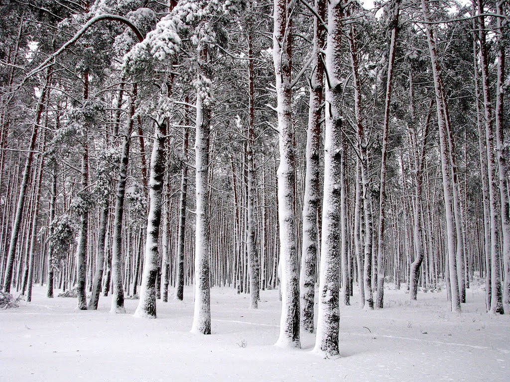 парк зимой, Щорс