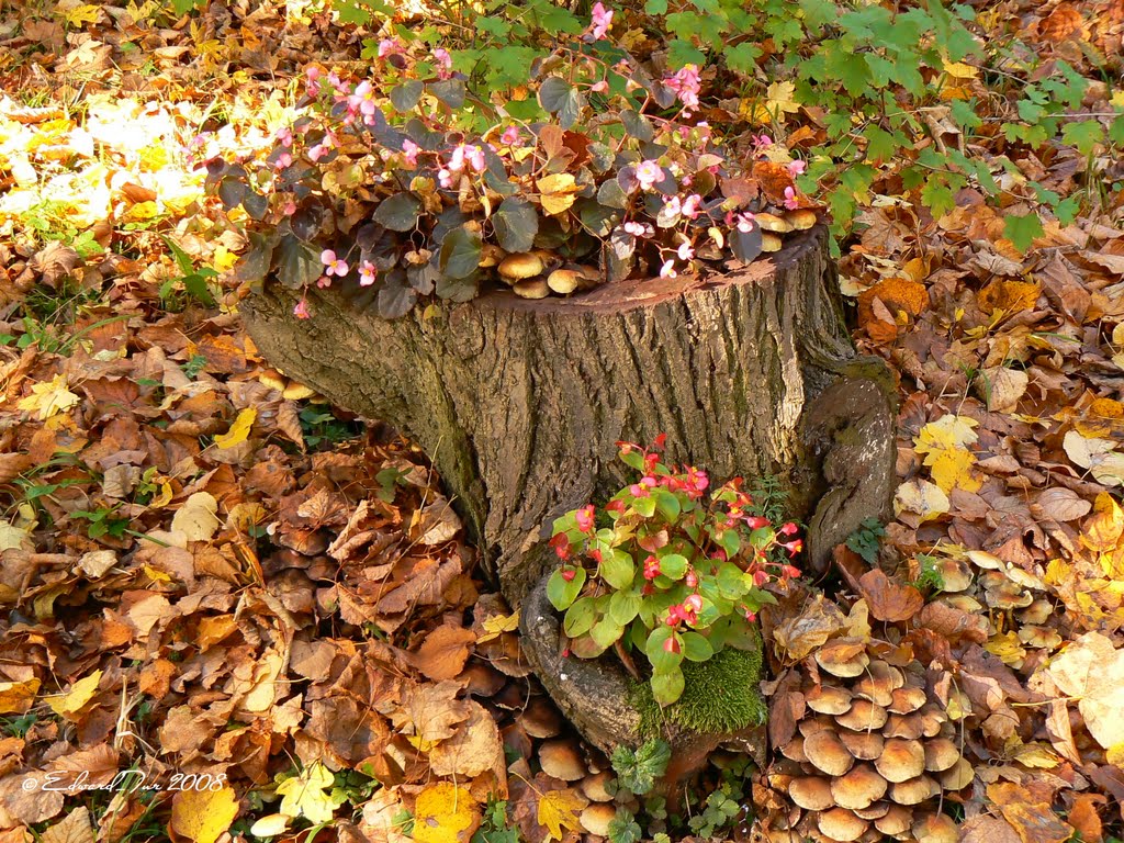 Stump, Черновцы