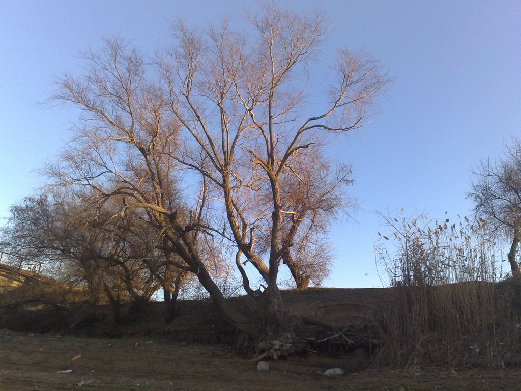 Дерево на берегу, Армянск