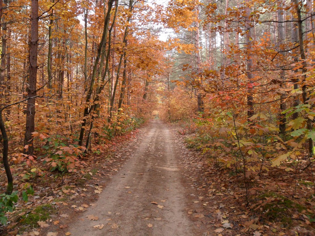 Дорога в лесу около с.Хоросница / The road in the forest near Horosnitsa, Береговое