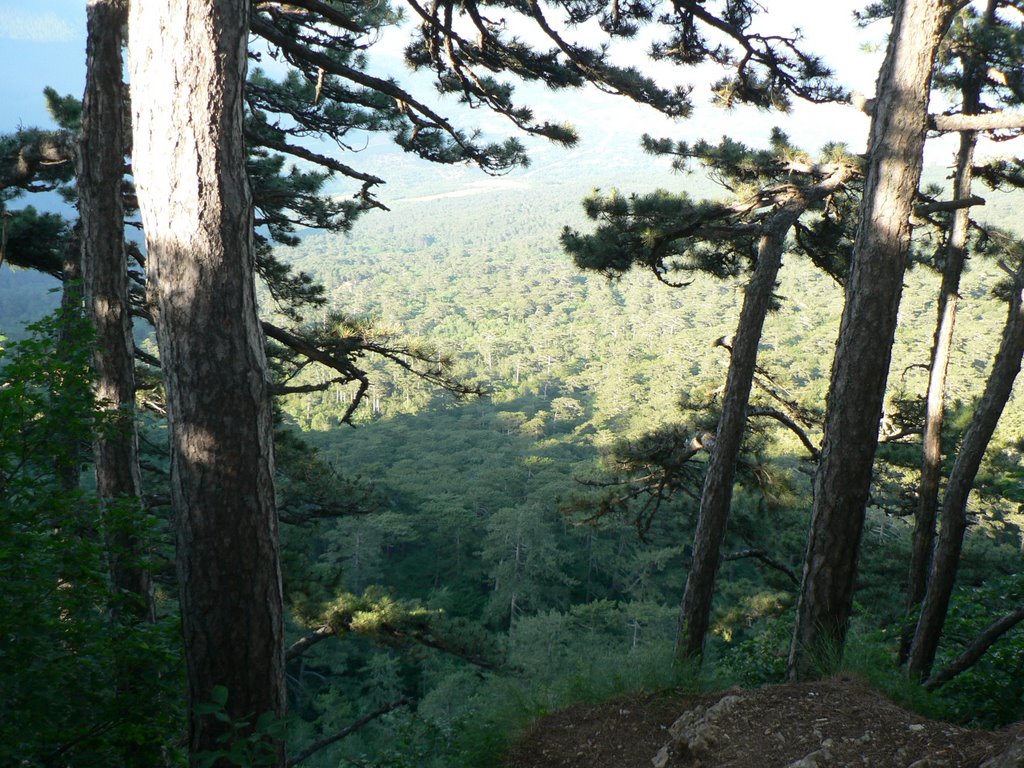 In the Crimean conifer forest, Кореиз