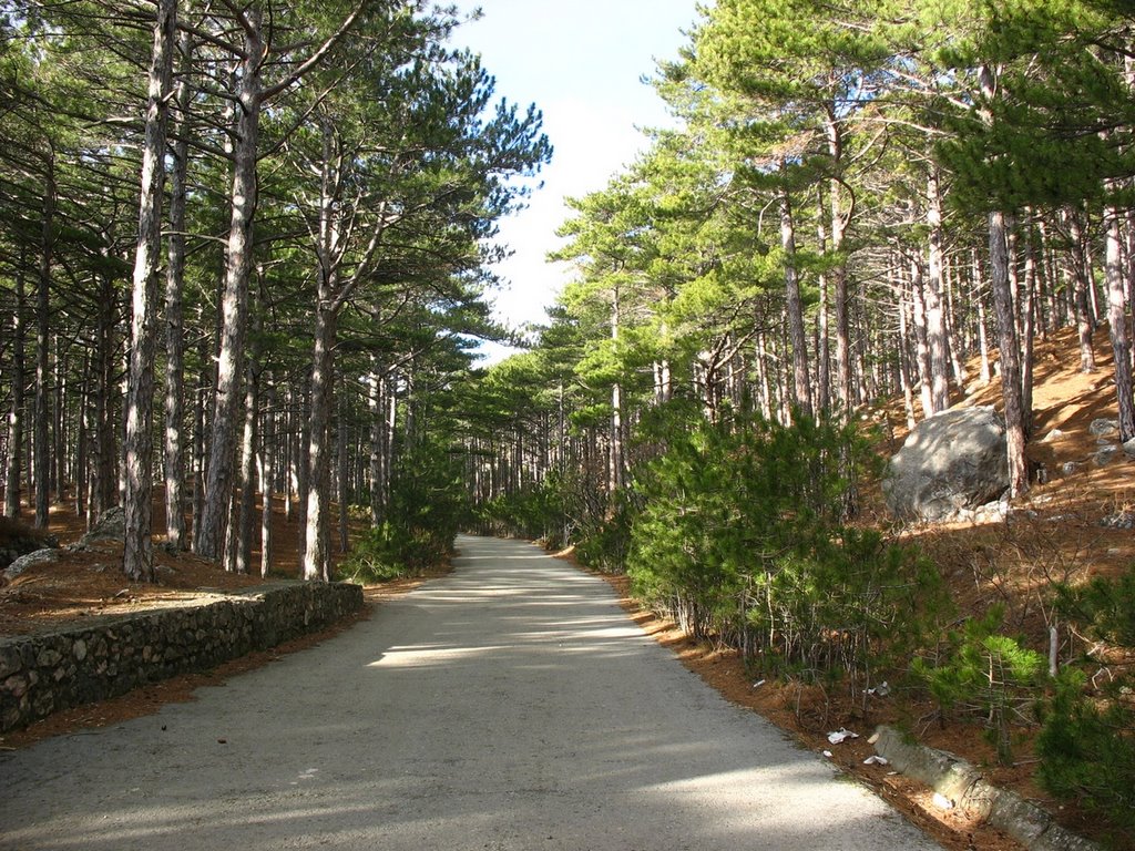 Pine forest, Кореиз