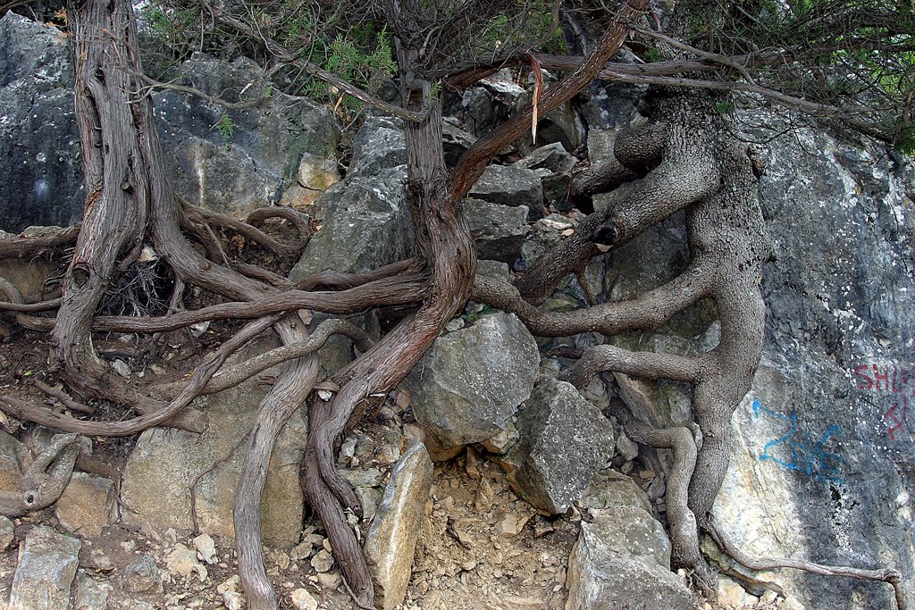 И на камнях растут деревья, Ливадия