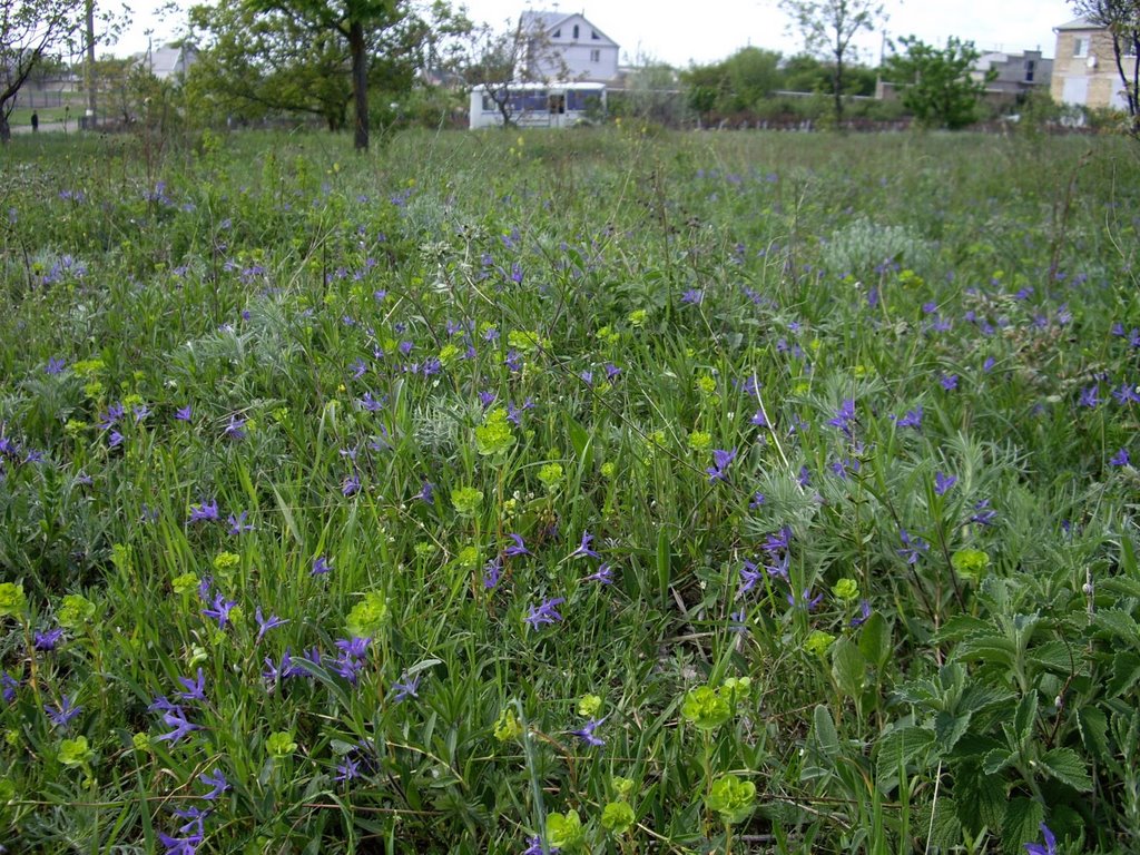 Steppe flowers, Мисхор