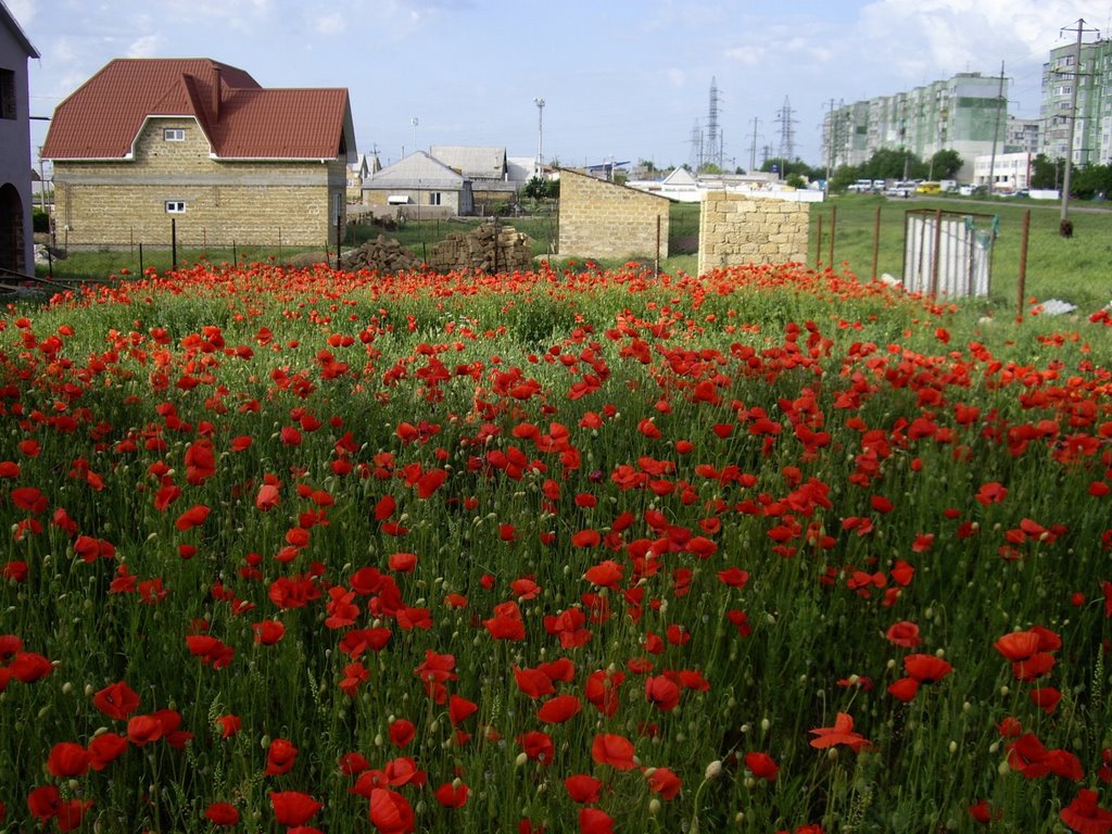 poppy field, Мисхор