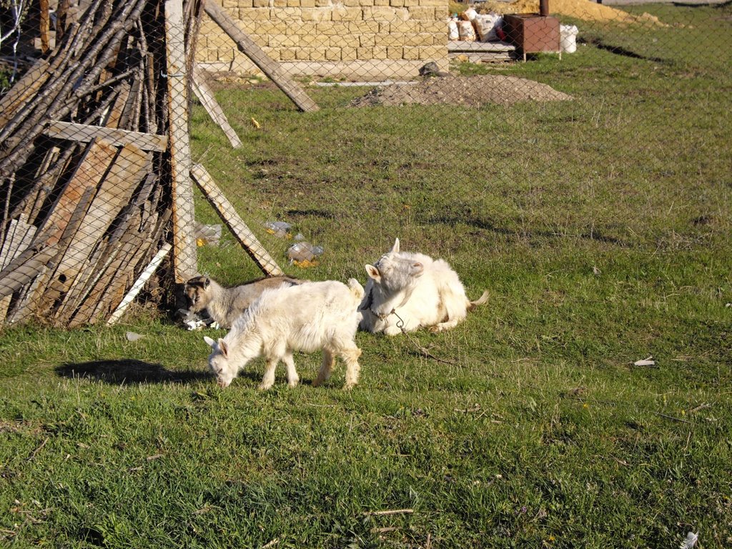 goat and kids, Мисхор