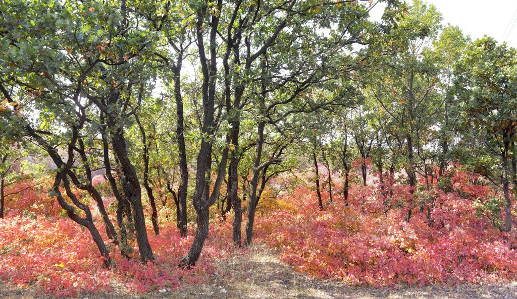 Indian summer, Мисхор