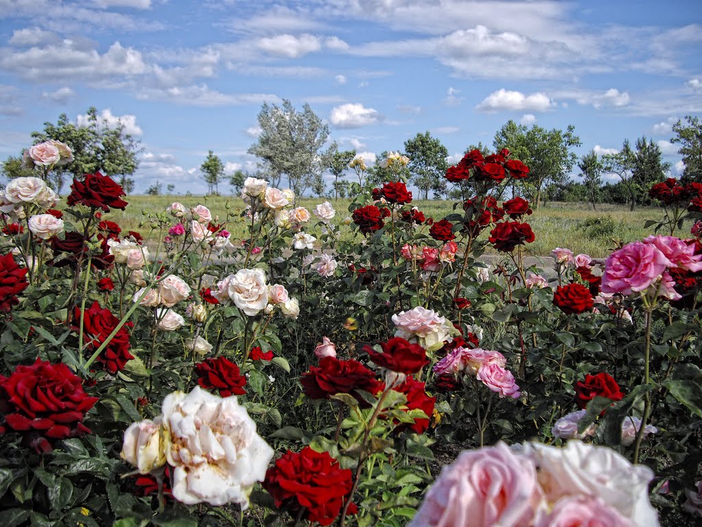 Roses and sky., Мисхор