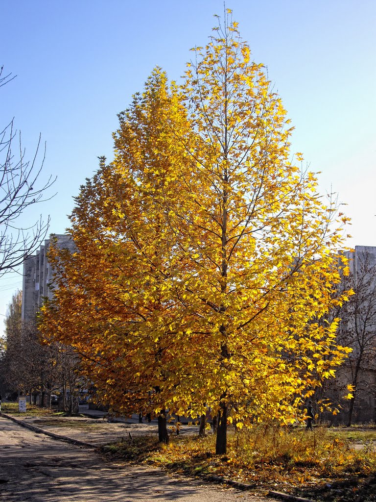 plane-tree, Мисхор