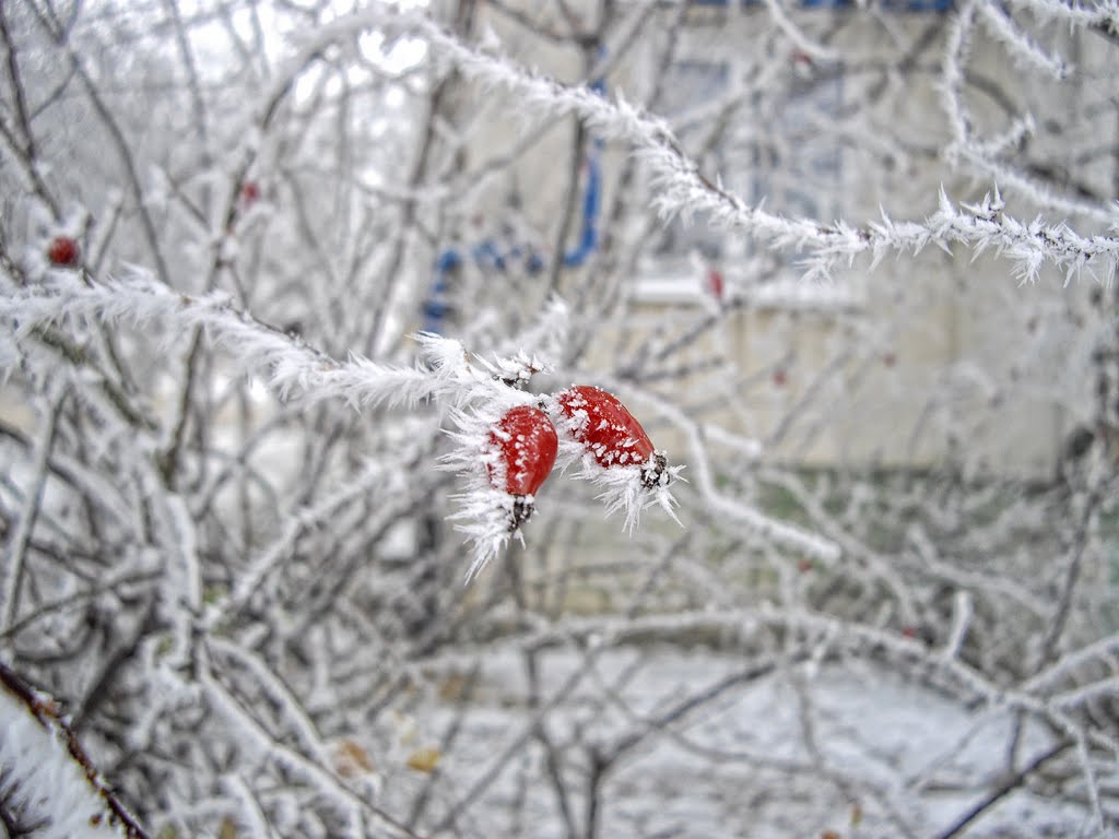 Winter 2011, Мисхор