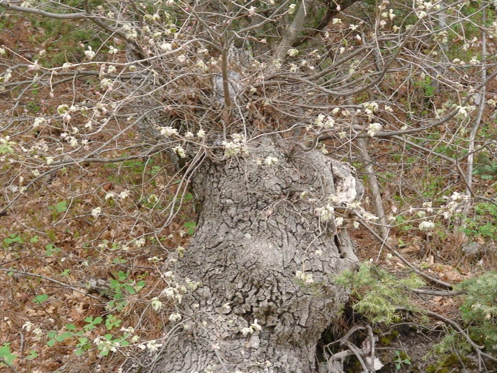 Дерево в форме оленя, Парковое