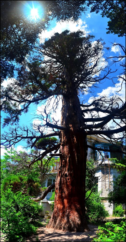 Giant tree., Симеиз