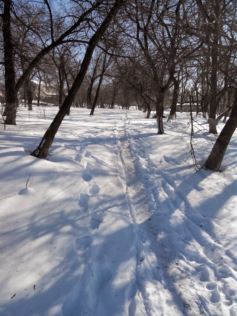 Снежная тропинка в парке (Зима 2014), Липовец