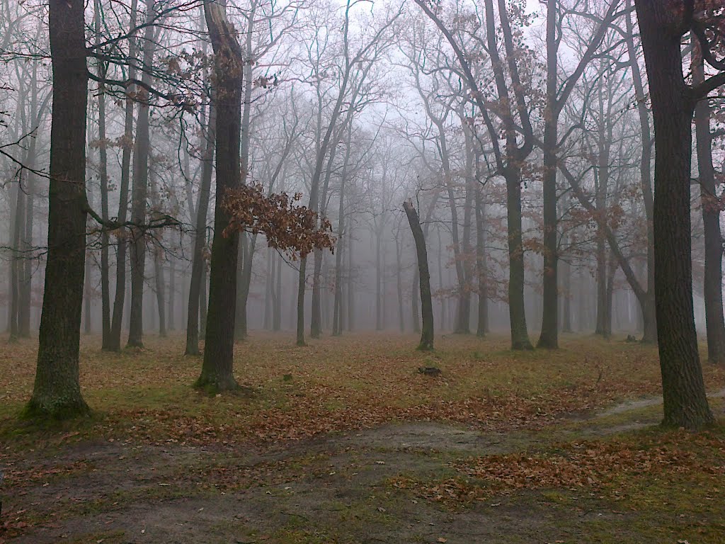 Осінь у лісі... - Autumn in the forest ..., Киверцы