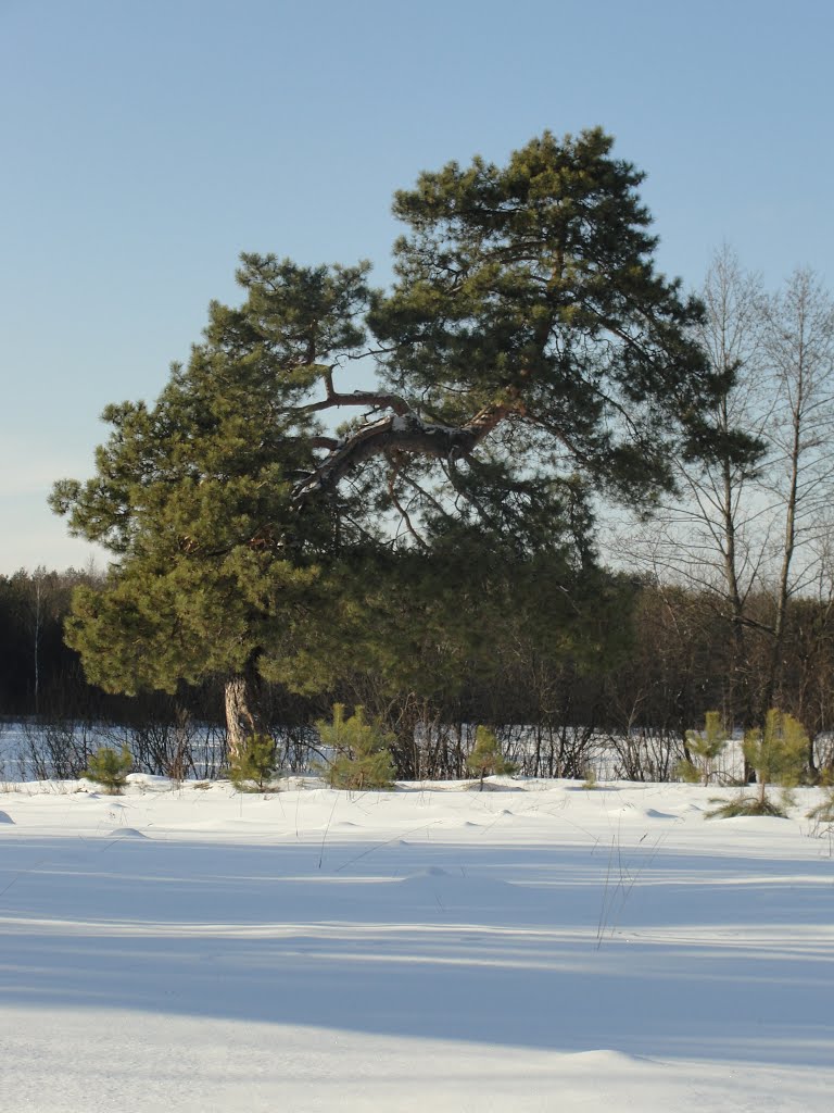 Цікава сосна - Interesting pine, Киверцы