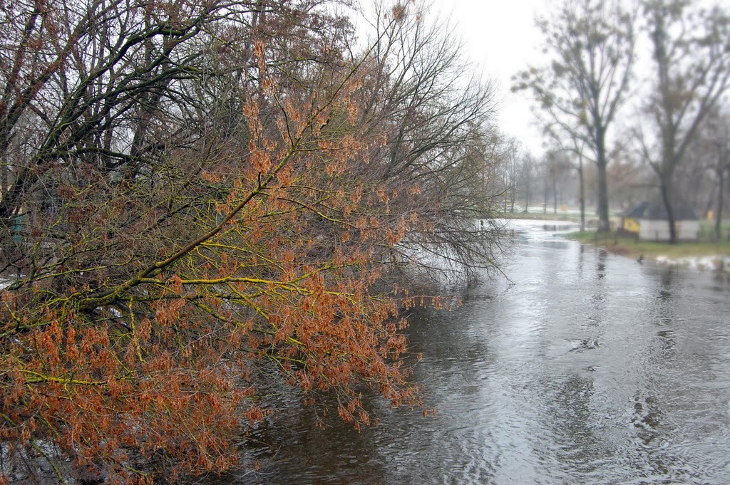 Руде, поросле мохом дерево над Турією_ginger tree with moss on the branches above the river, Ковель