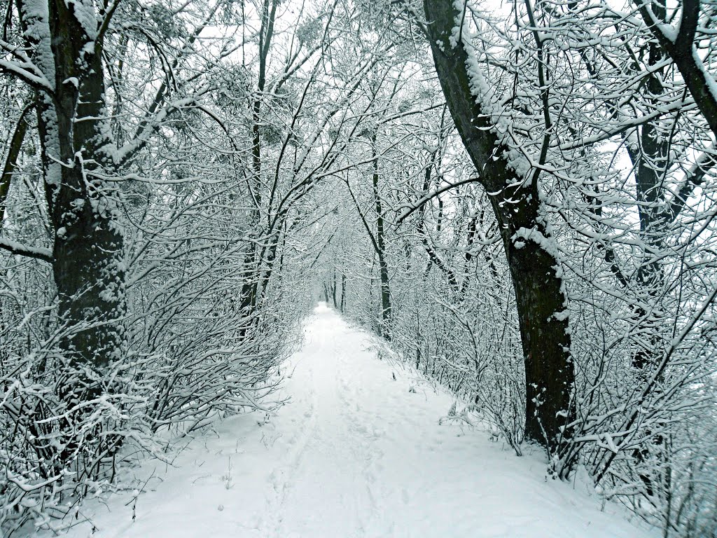 Снігова Алея, Луцк