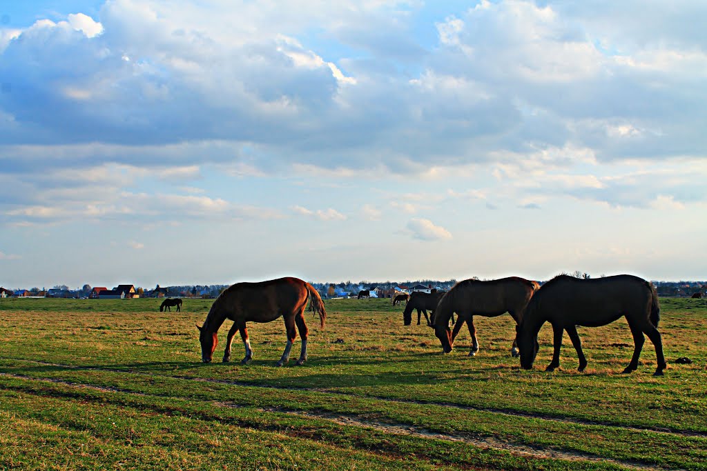 Horses, Луцк