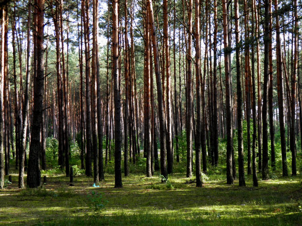 Сосновий ліс, Маневичи