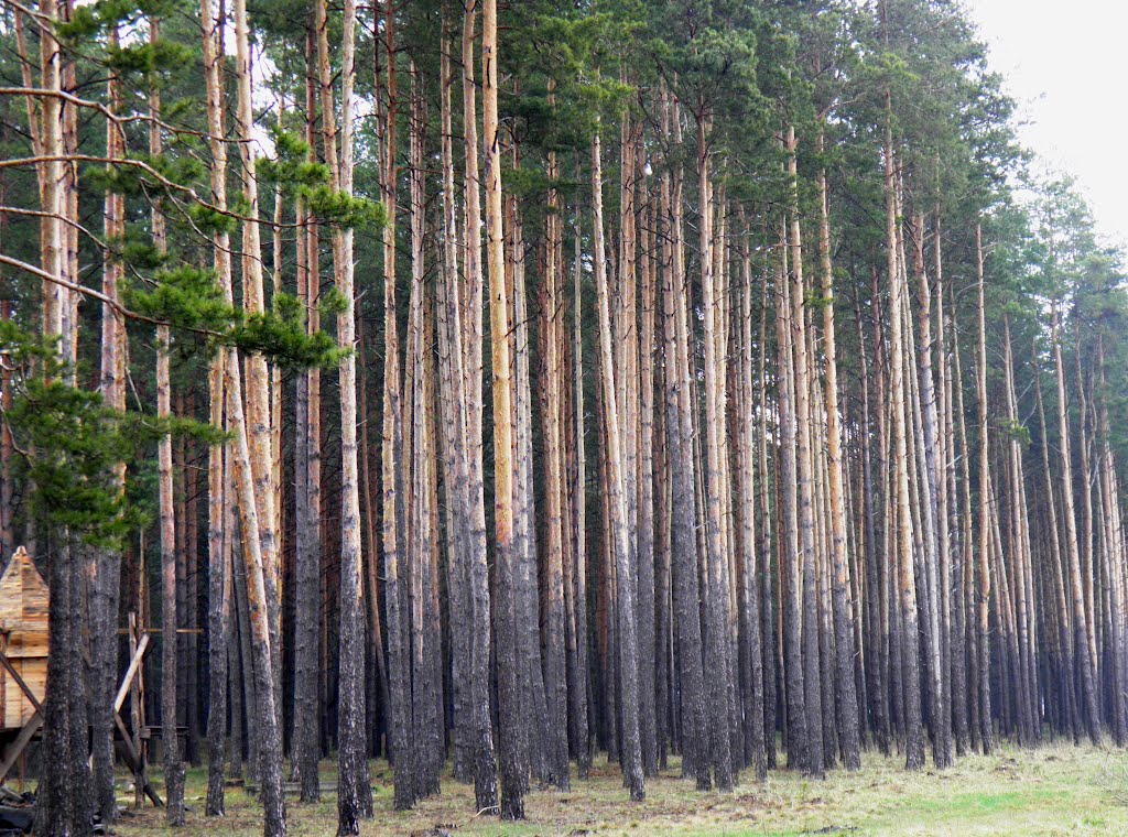 Ліс біля церкви УПЦ КП, Маневичи