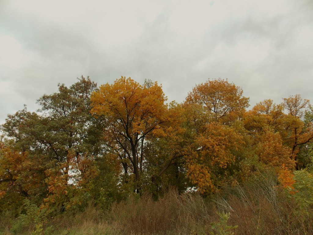 autumn_trees, Першотравенск