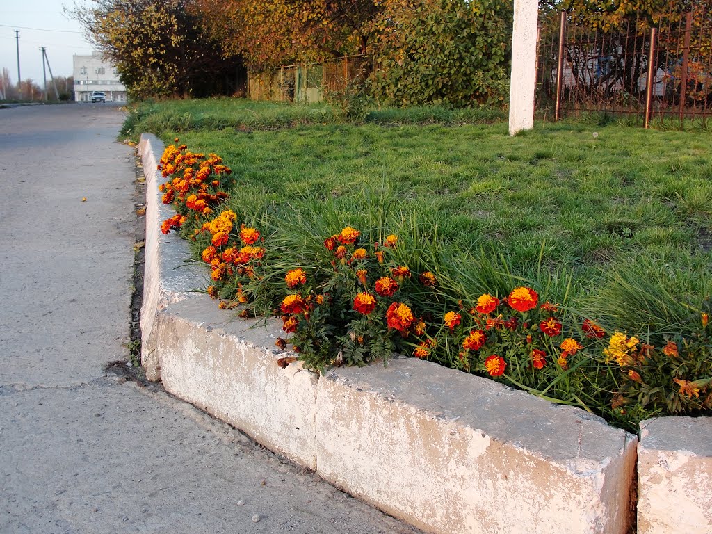 2012, ноябрьские цветы, Вольногорск