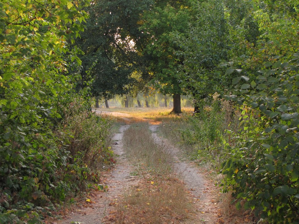 Дорога в парку, Горняцкое