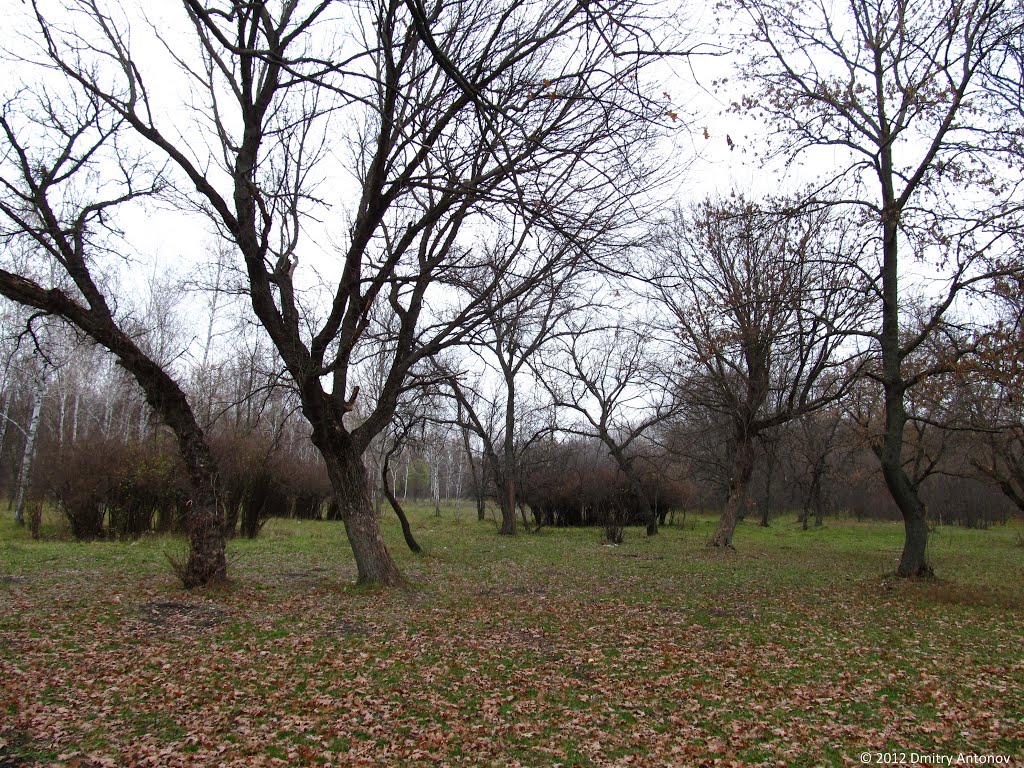 В старовинному харінському парку, 2012, Горняцкое