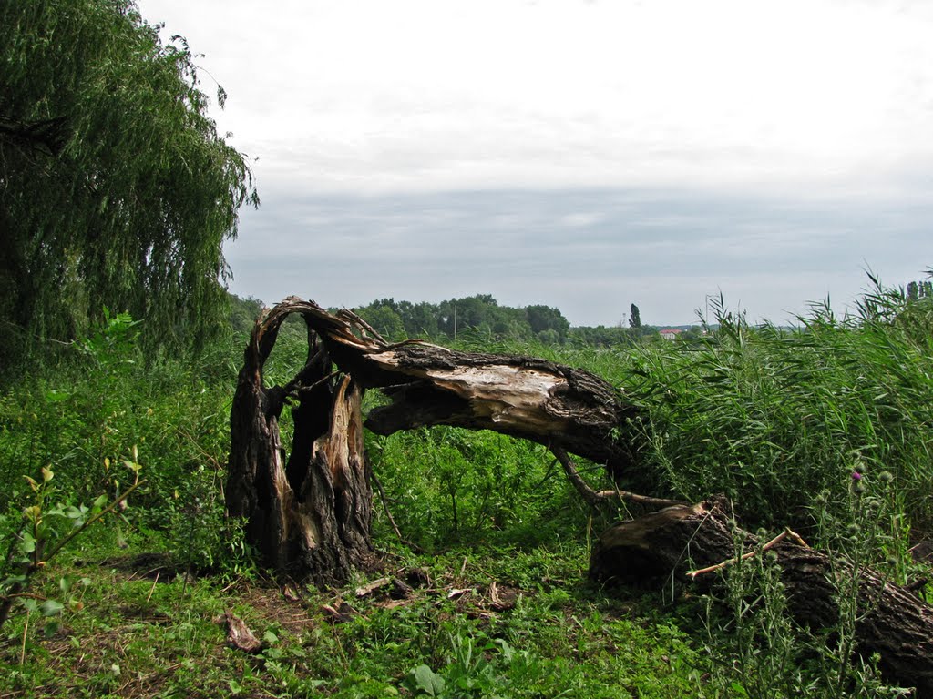 Дерево после удара молнии, Кринички