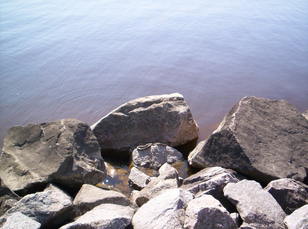 Гадюка греется на камнях. 1 мая 2010г., Покровское